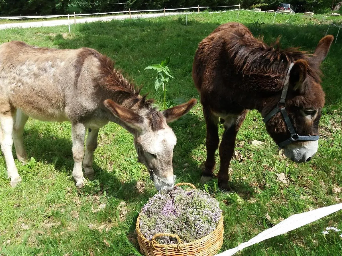 Le Relais D'Elle Bed & Breakfast Niozelles